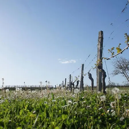 Entre Pierre Et Vigne - Charming Former Winery With Hot Tub & Swimming Pool Holiday home